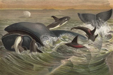 Schwertfisch und Grönlandwal